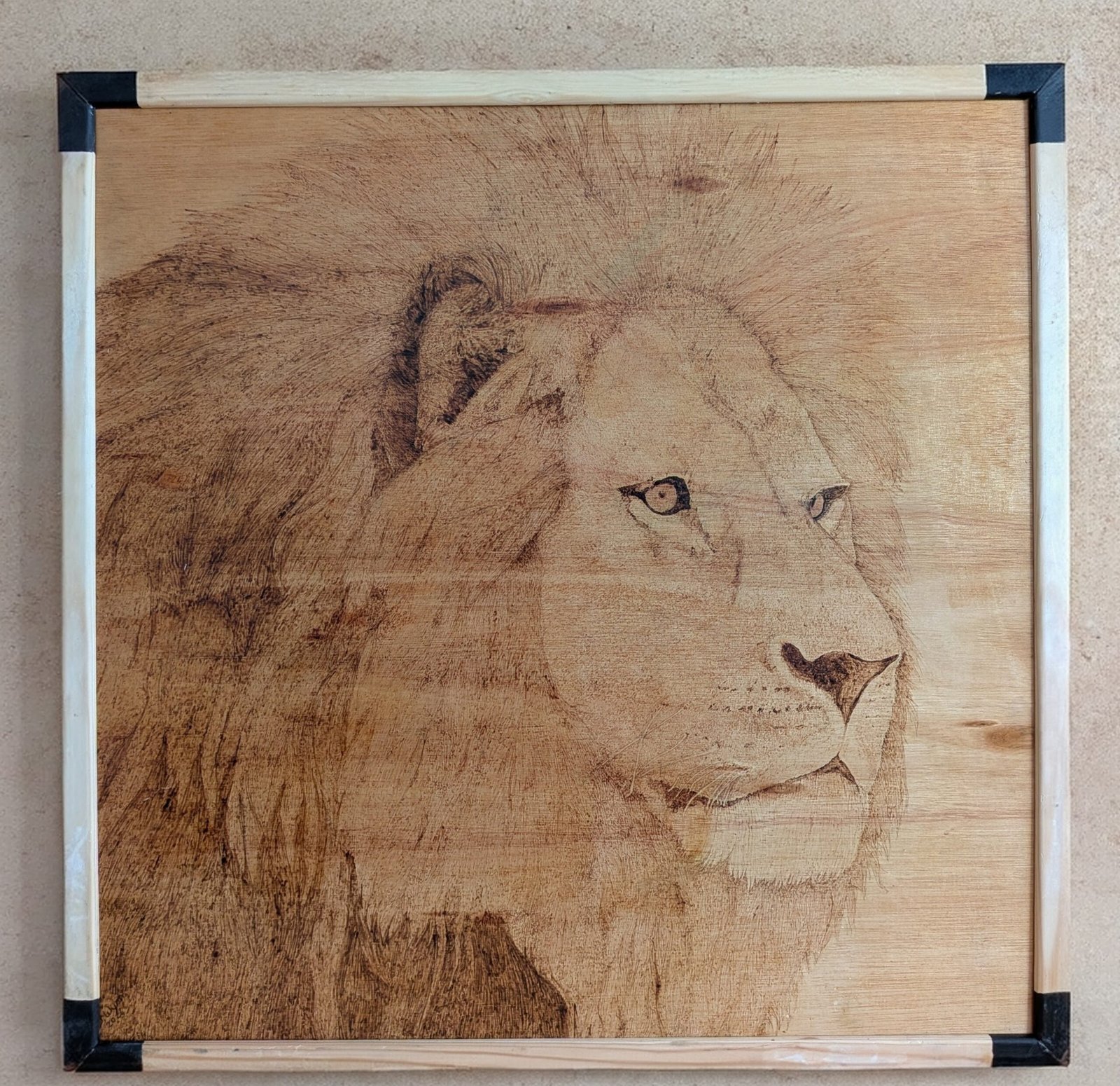 the lion's gaze The lion's gaze. Close up image of a lion's head hand-burned using pyrography on a hardwood board